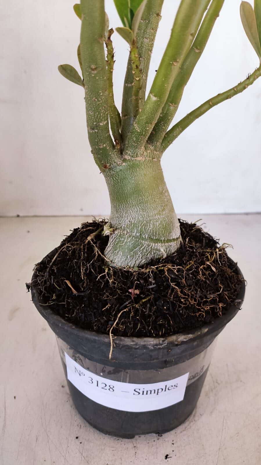Planta Simples 3128 – 40cm – 03 anos - foto 7