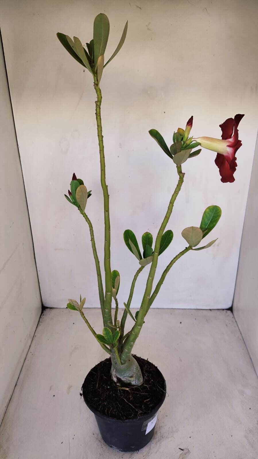 Planta Simples 3128 – 40cm – 03 anos - foto 6