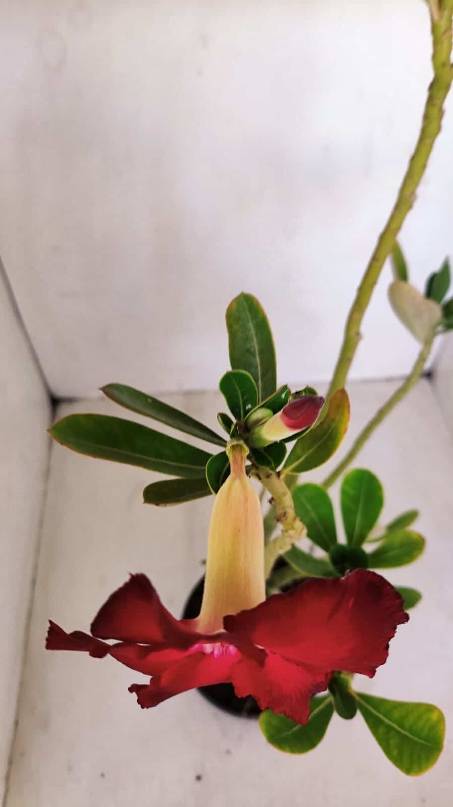 Planta Simples 3128 – 40cm – 03 anos - foto 4