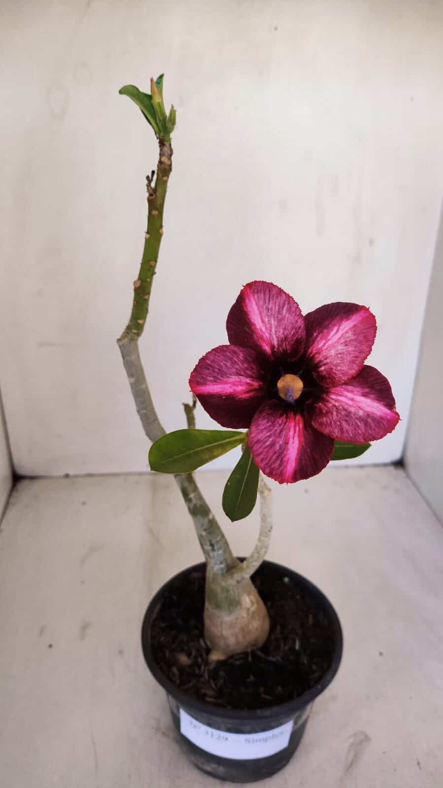 Planta Simples 3129 – 30cm – 03 anos - foto 2