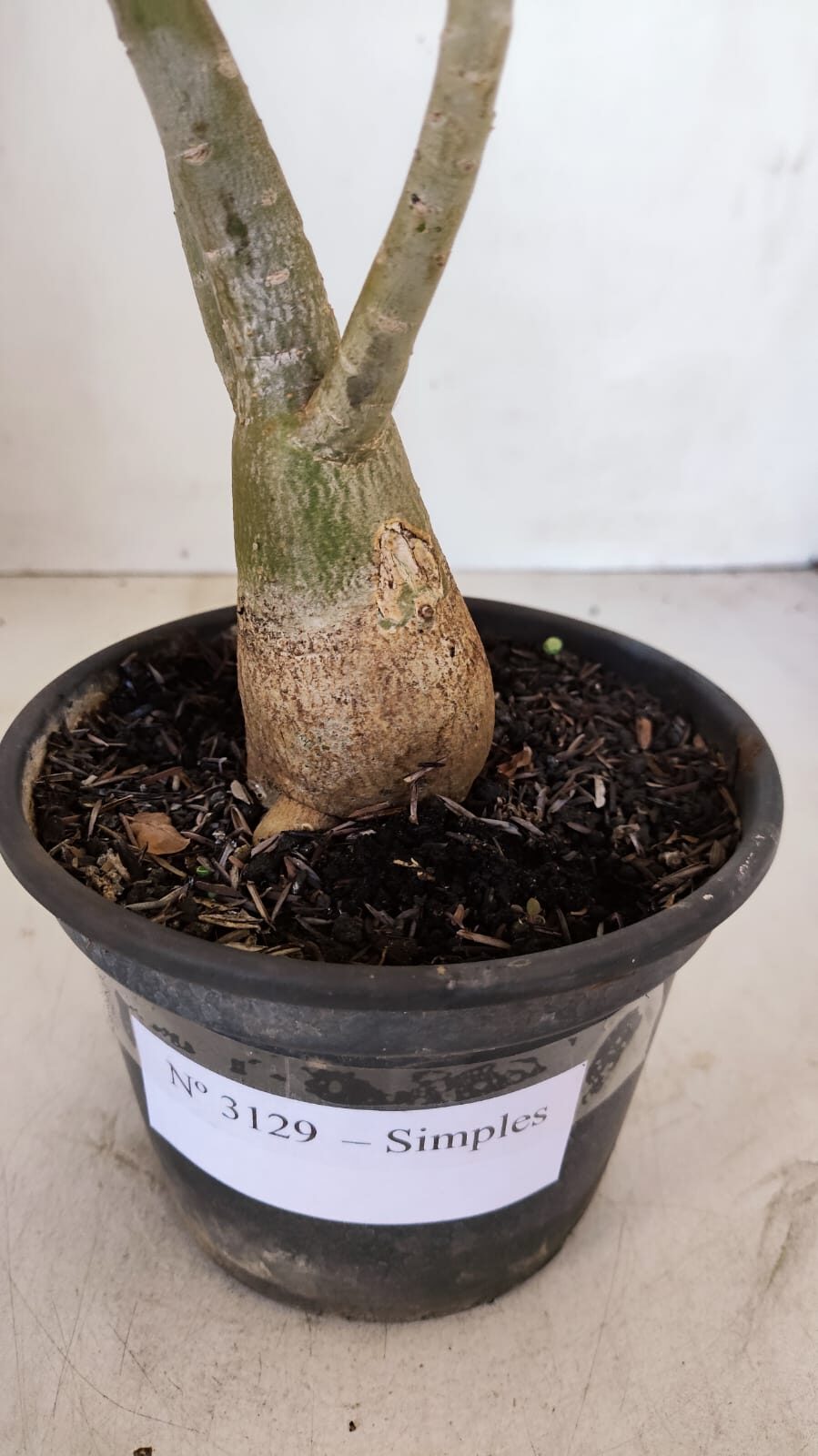 Planta Simples 3129 – 30cm – 03 anos - foto 7