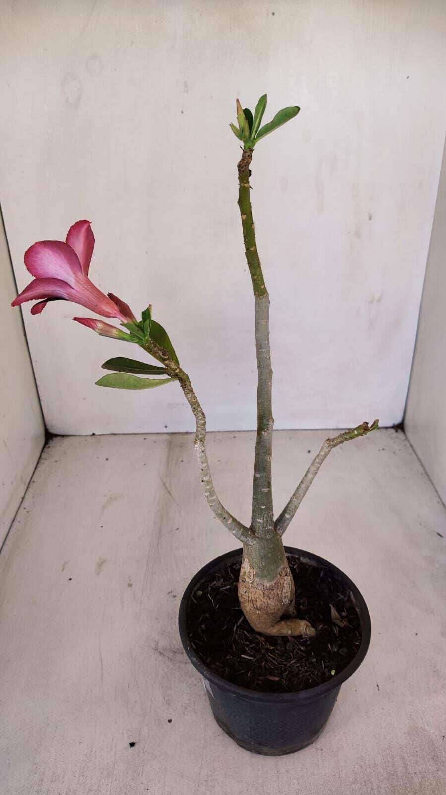 Planta Simples 3129 – 30cm – 03 anos - foto 6