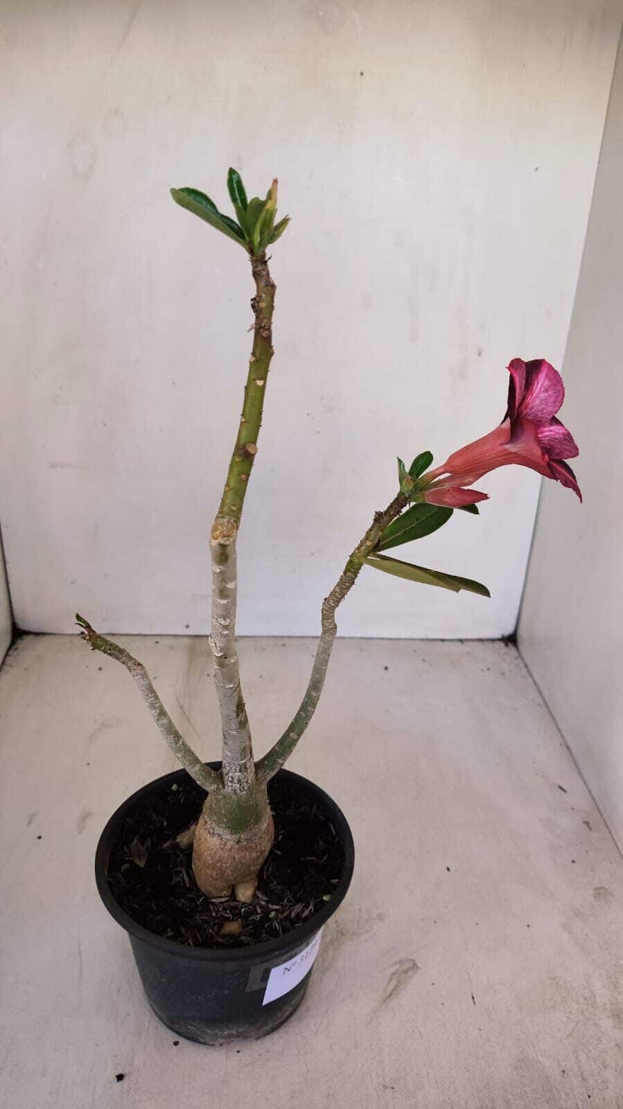 Planta Simples 3129 – 30cm – 03 anos - foto 5