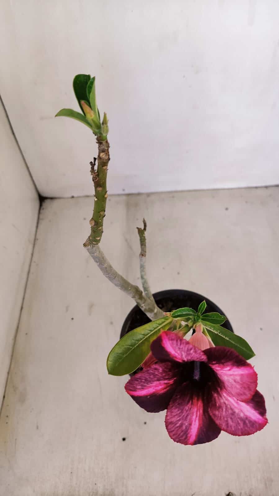 Planta Simples 3129 – 30cm – 03 anos - foto 4