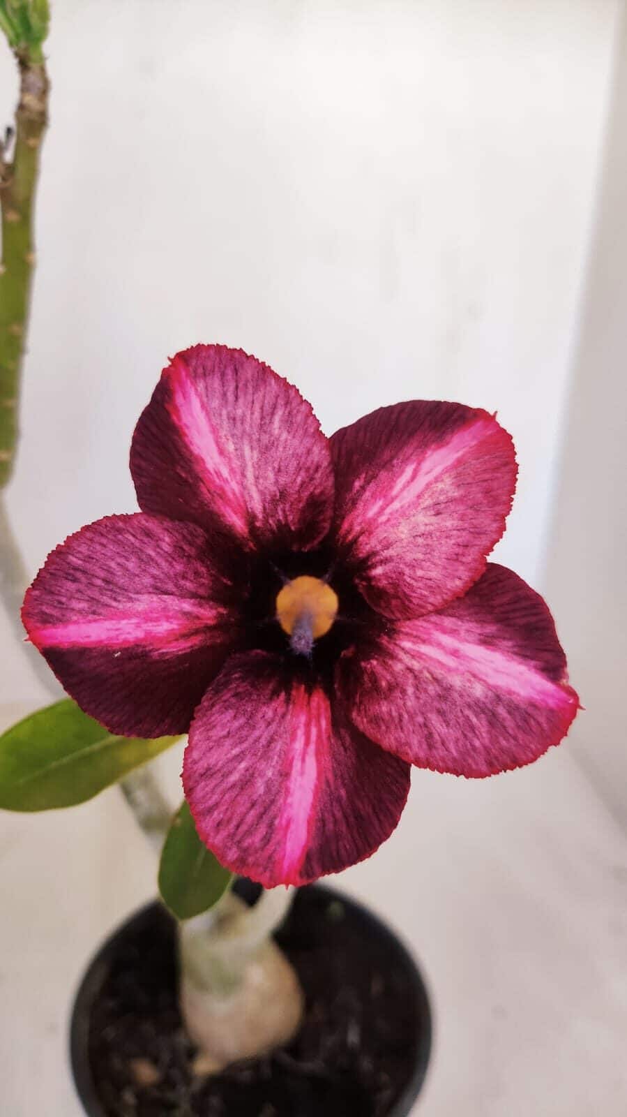 Planta Simples 3129 – 30cm – 03 anos - foto 3