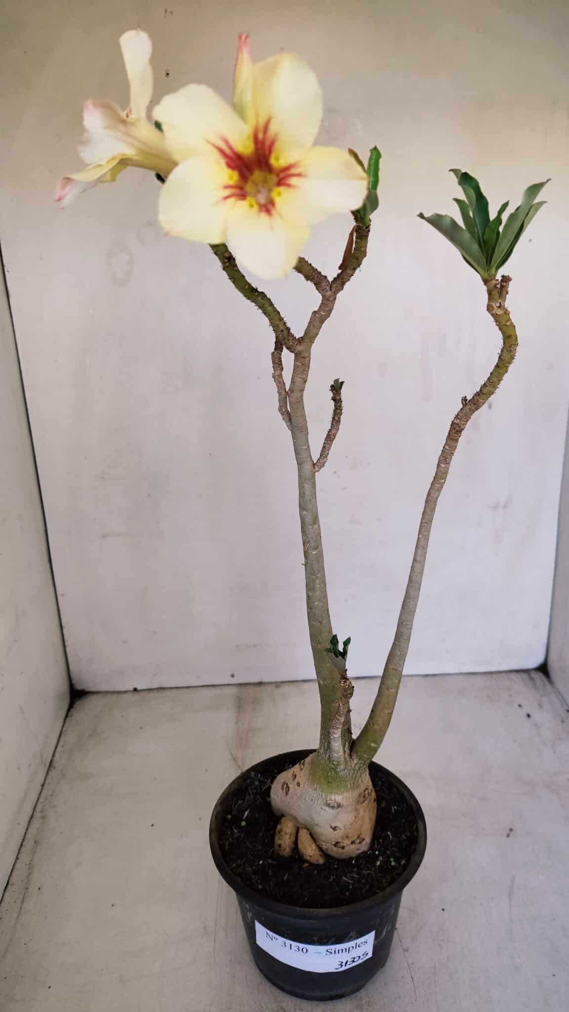 Planta Simples 3130 – 40cm – 03 anos - foto 2