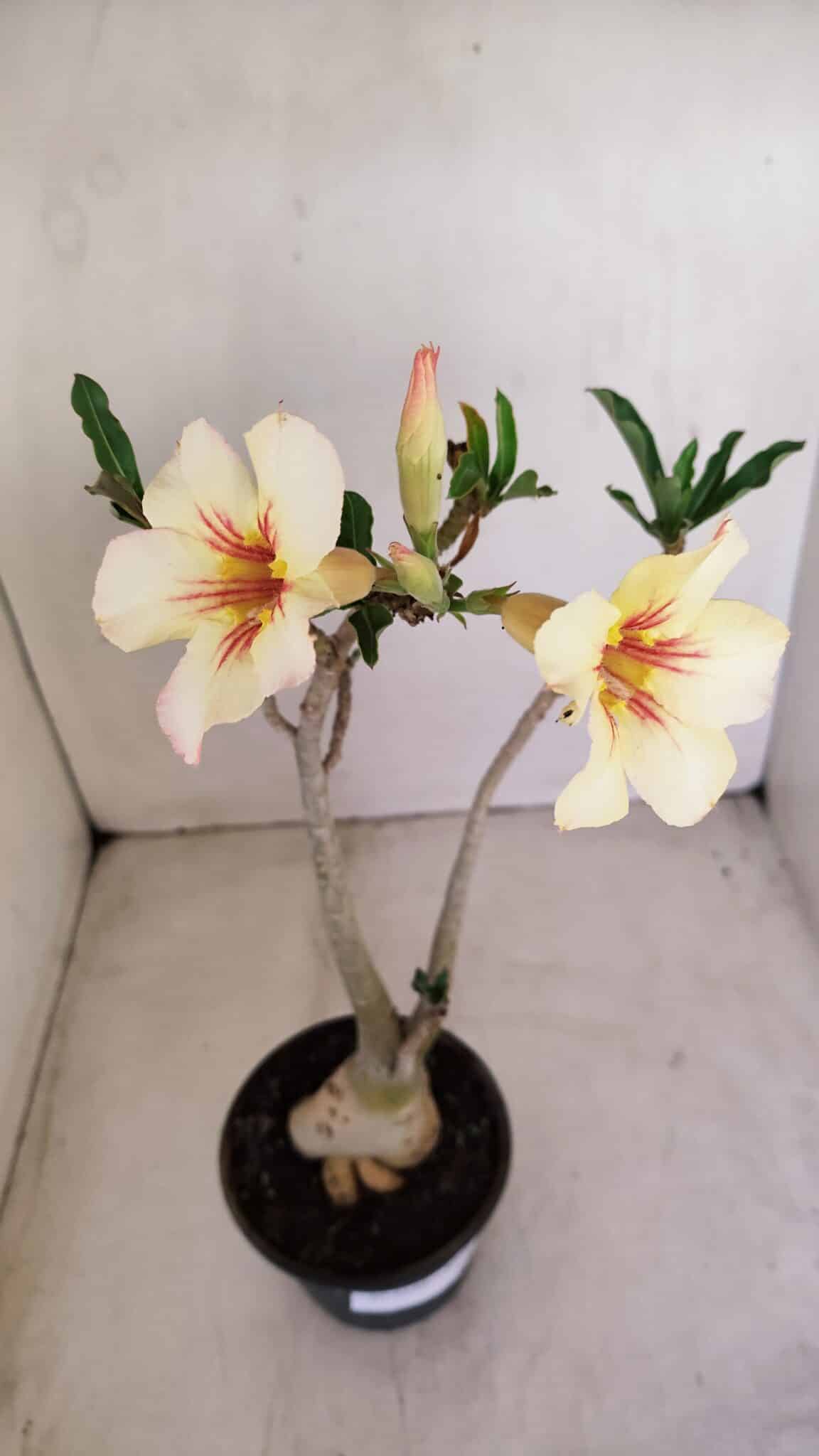 Planta Simples 3130 – 40cm – 03 anos - foto 4