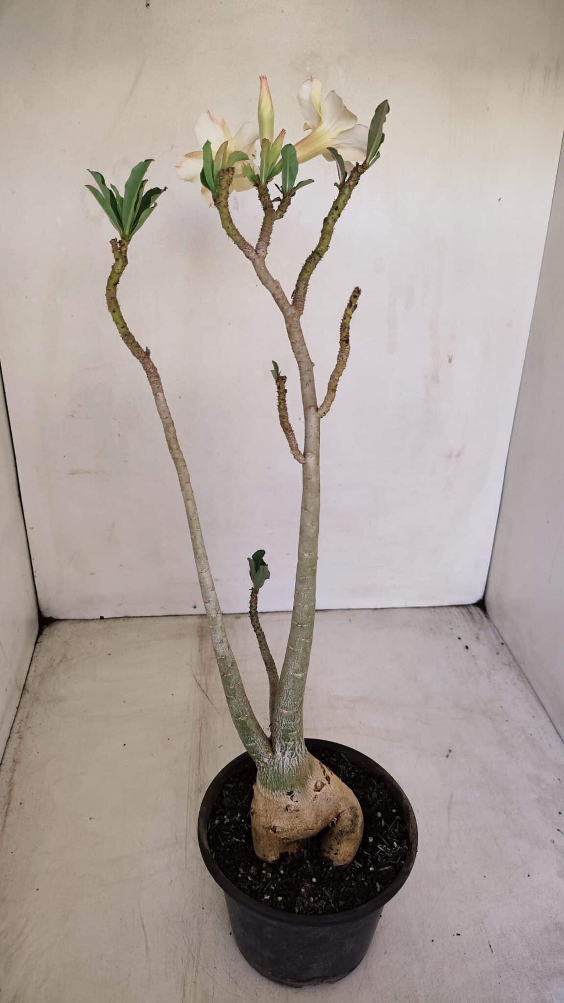 Planta Simples 3130 – 40cm – 03 anos - foto 8