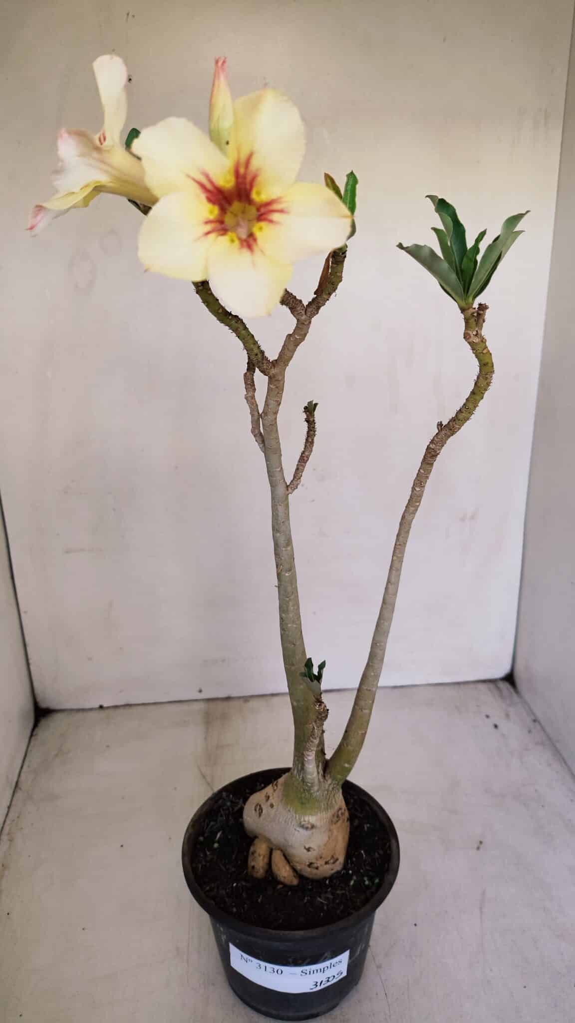 Planta Simples 3130 – 40cm – 03 anos - foto 7