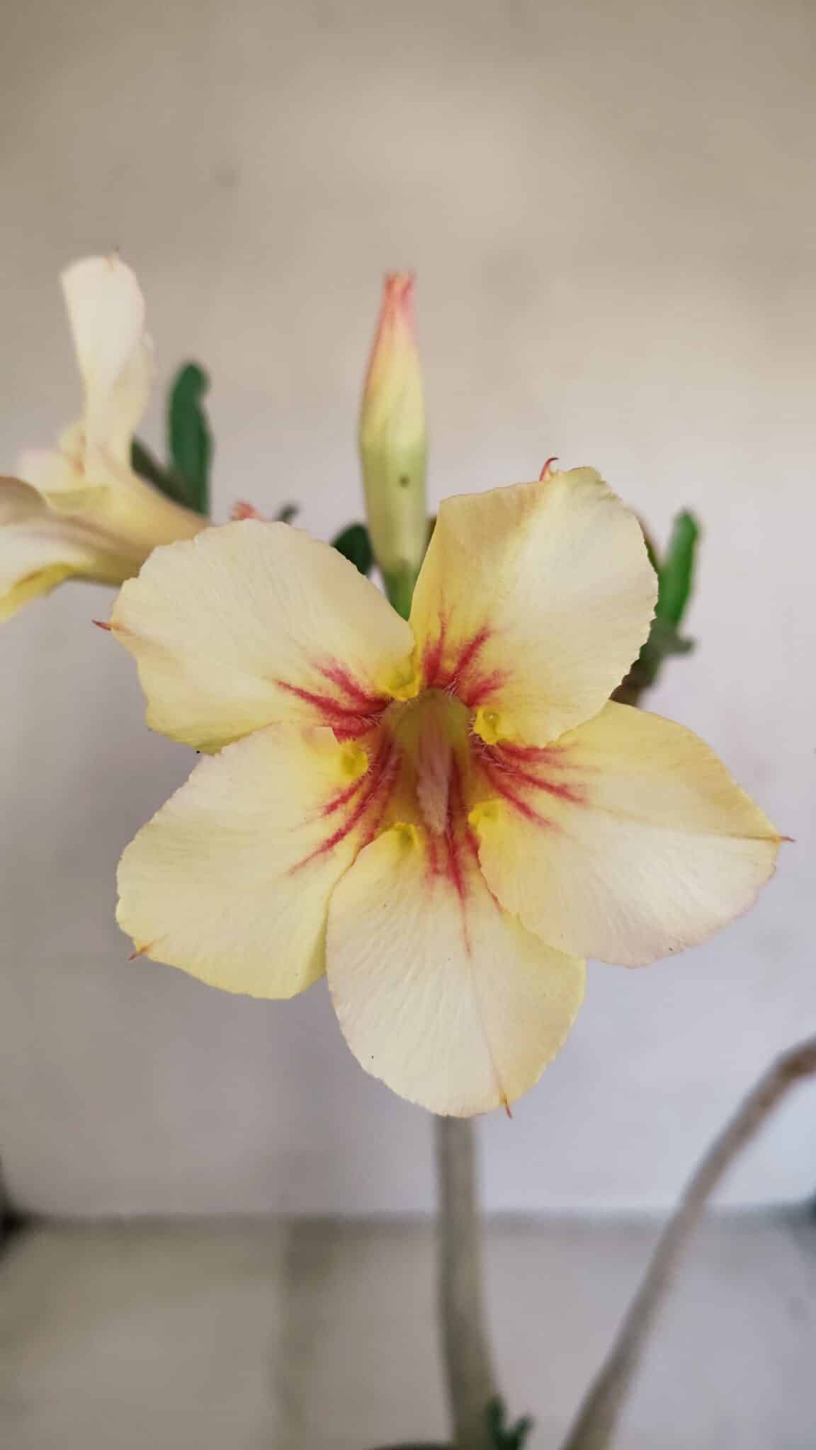 Planta Simples 3130 – 40cm – 03 anos - foto 3
