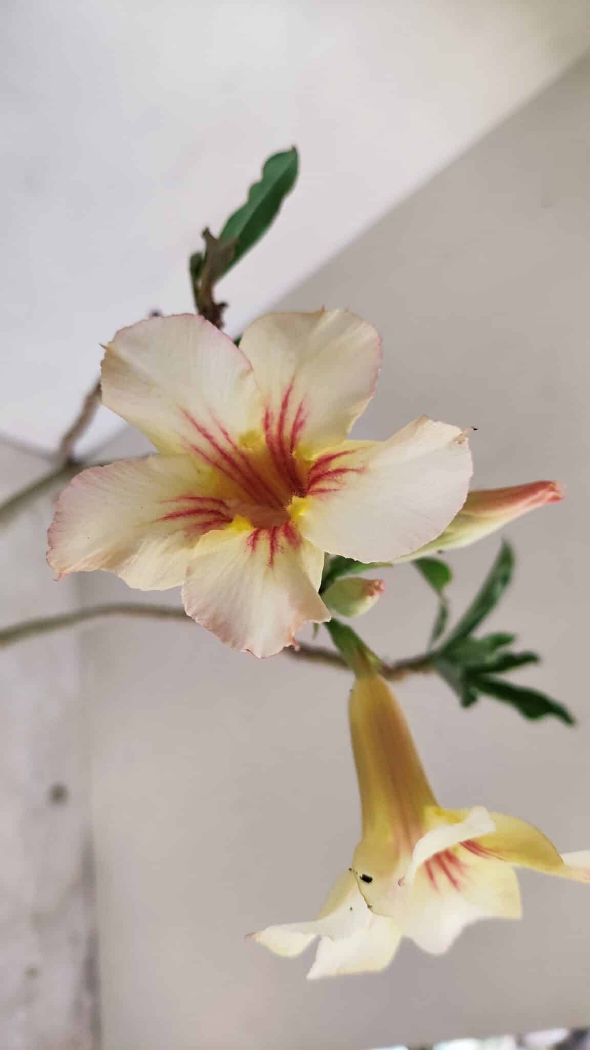 Planta Simples 3130 – 40cm – 03 anos - foto 6