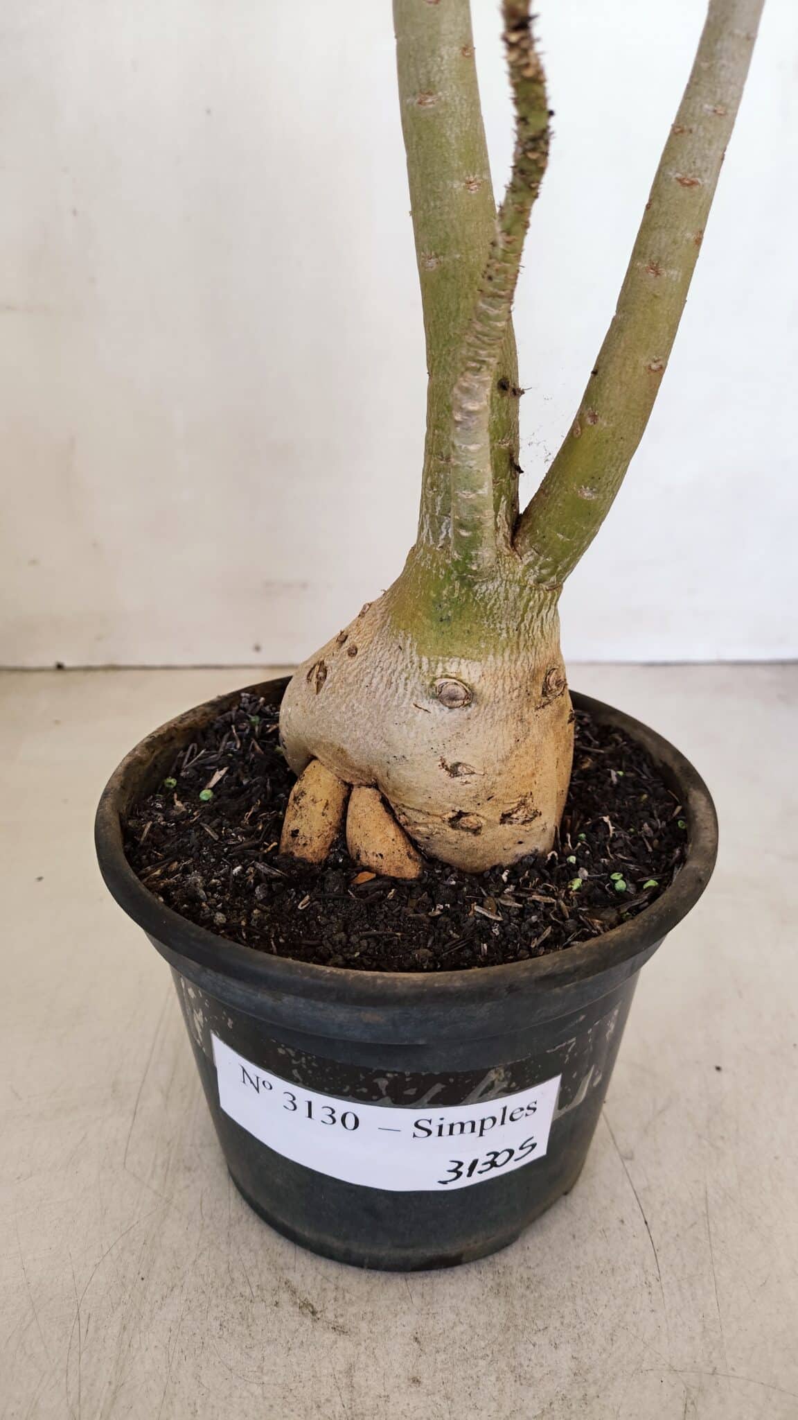 Planta Simples 3130 – 40cm – 03 anos - foto 5