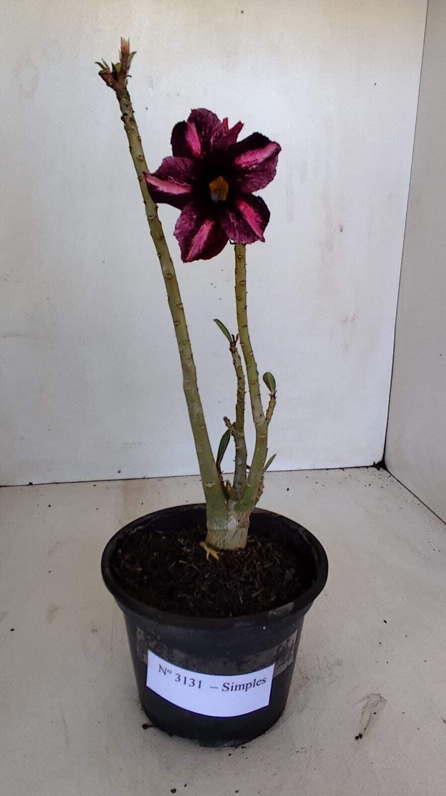 Planta Simples 3131 – 30cm – 02 anos - foto 2