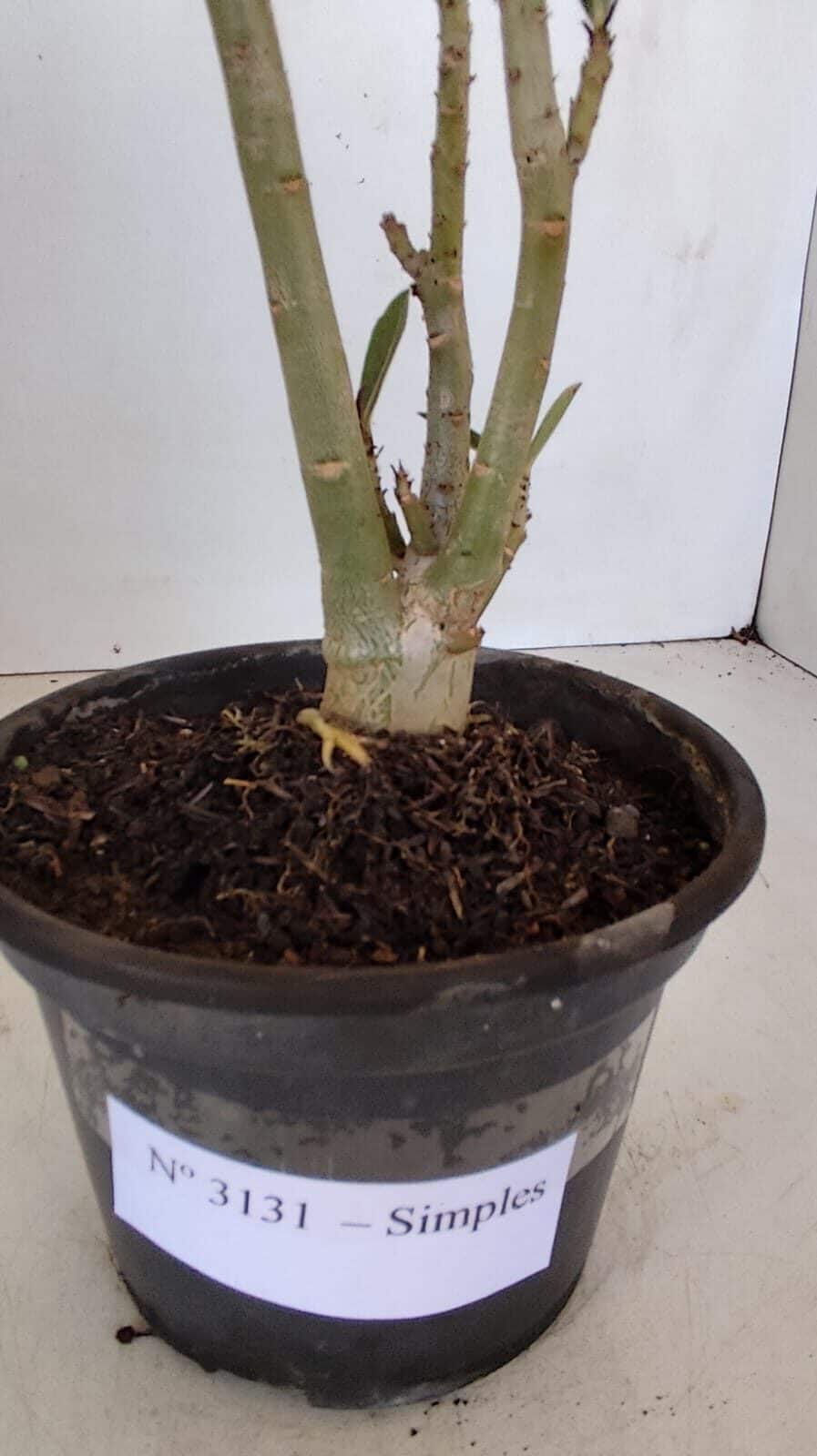 Planta Simples 3131 – 30cm – 02 anos - foto 6