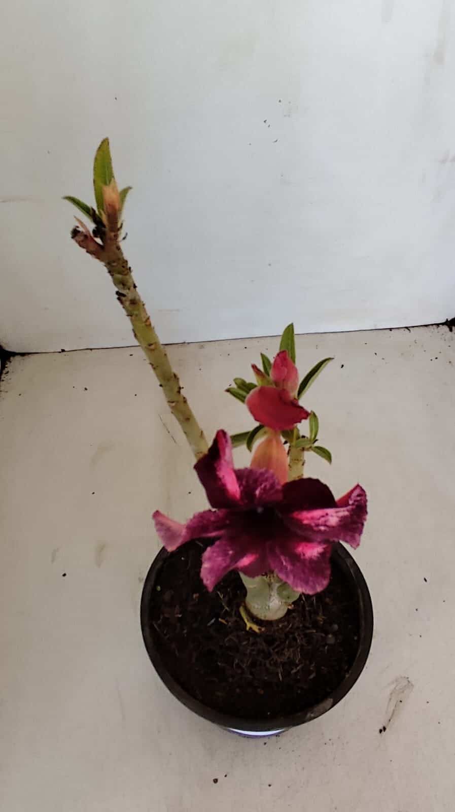 Planta Simples 3131 – 30cm – 02 anos - foto 4
