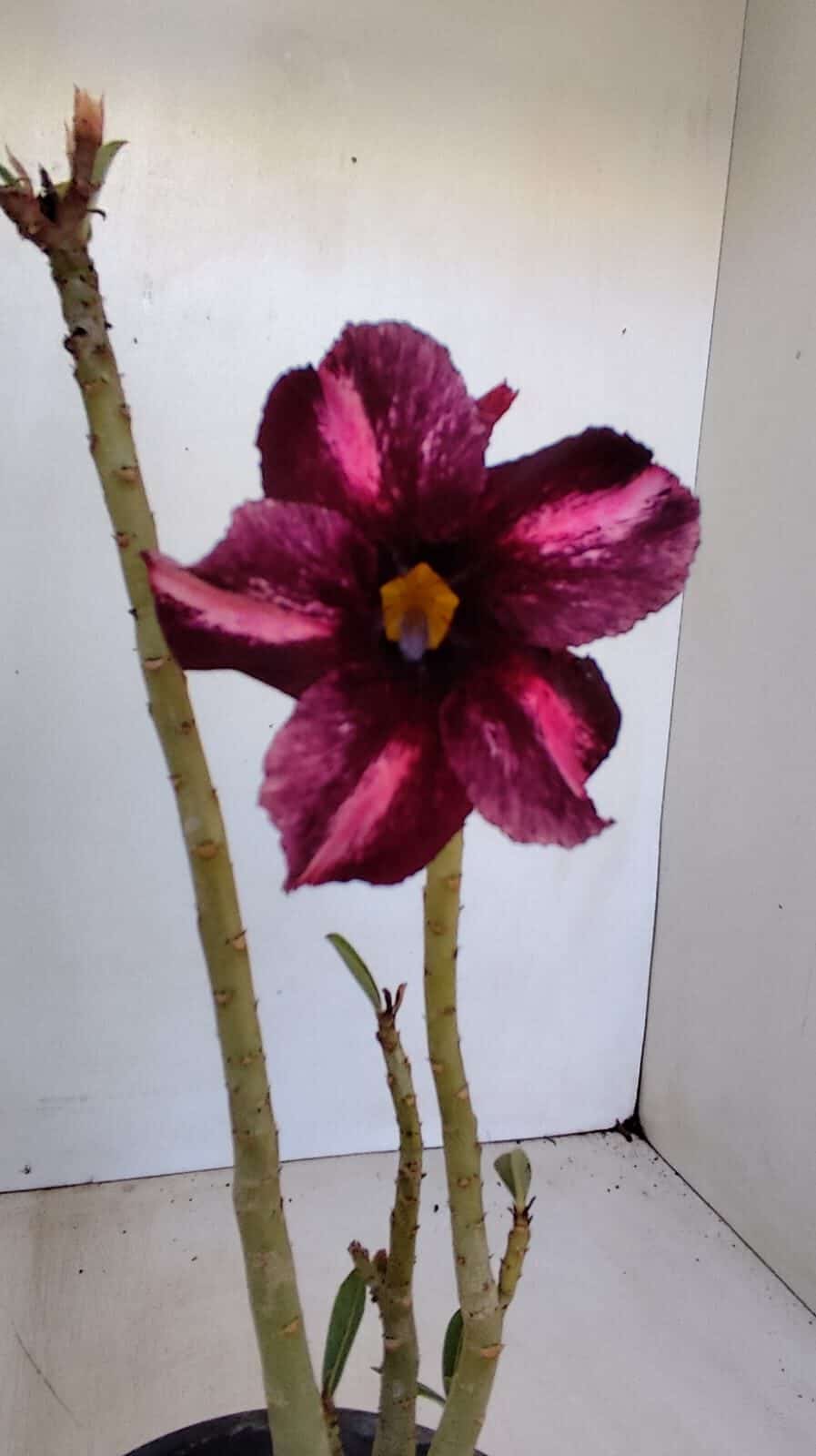 Planta Simples 3131 – 30cm – 02 anos - foto 3