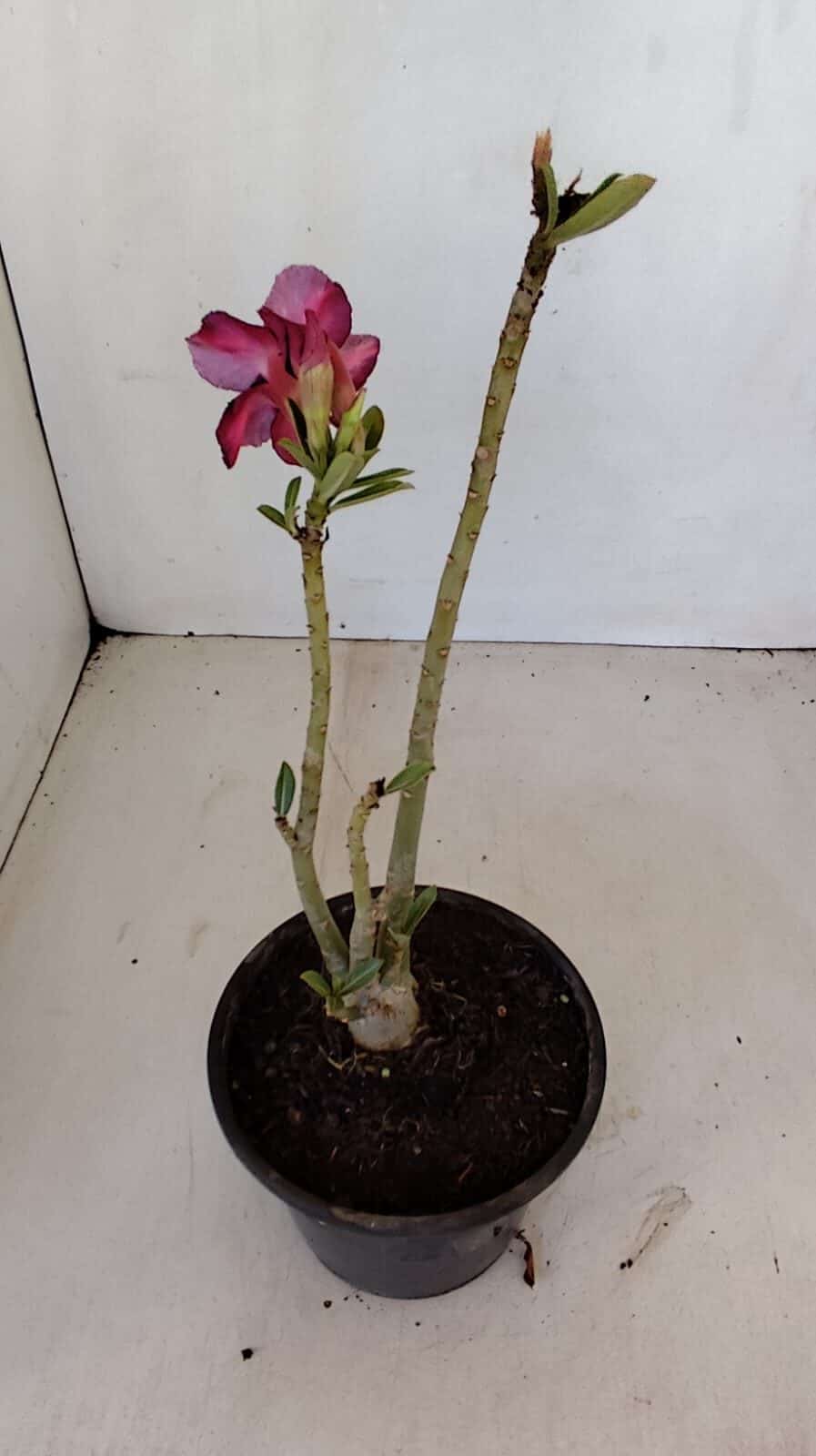 Planta Simples 3131 – 30cm – 02 anos - foto 5