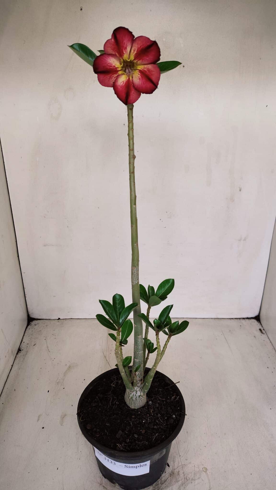 Planta Simples 3132 – 35cm – 03 anos - foto 2