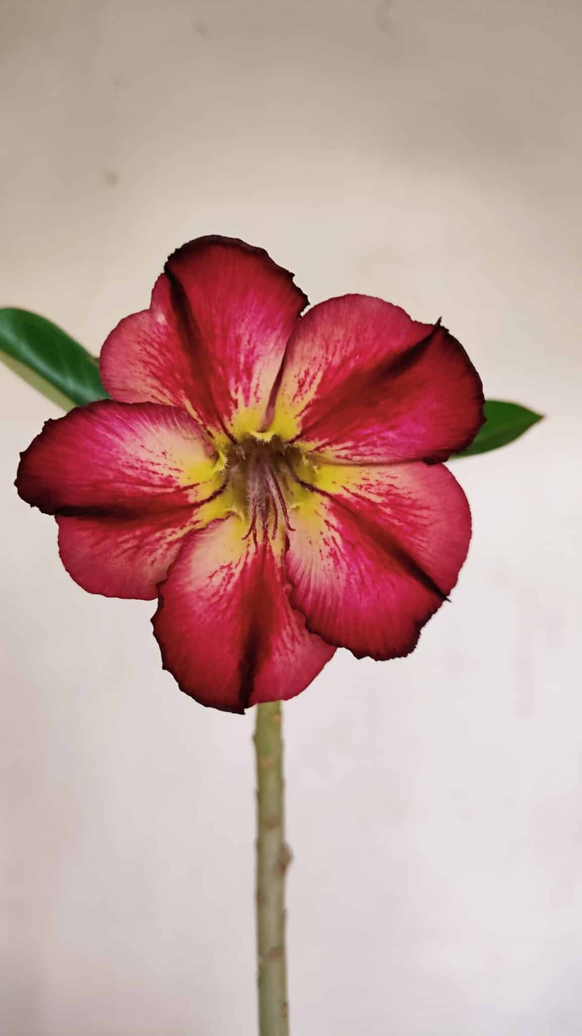 Planta Simples 3132 – 35cm – 03 anos - foto 3