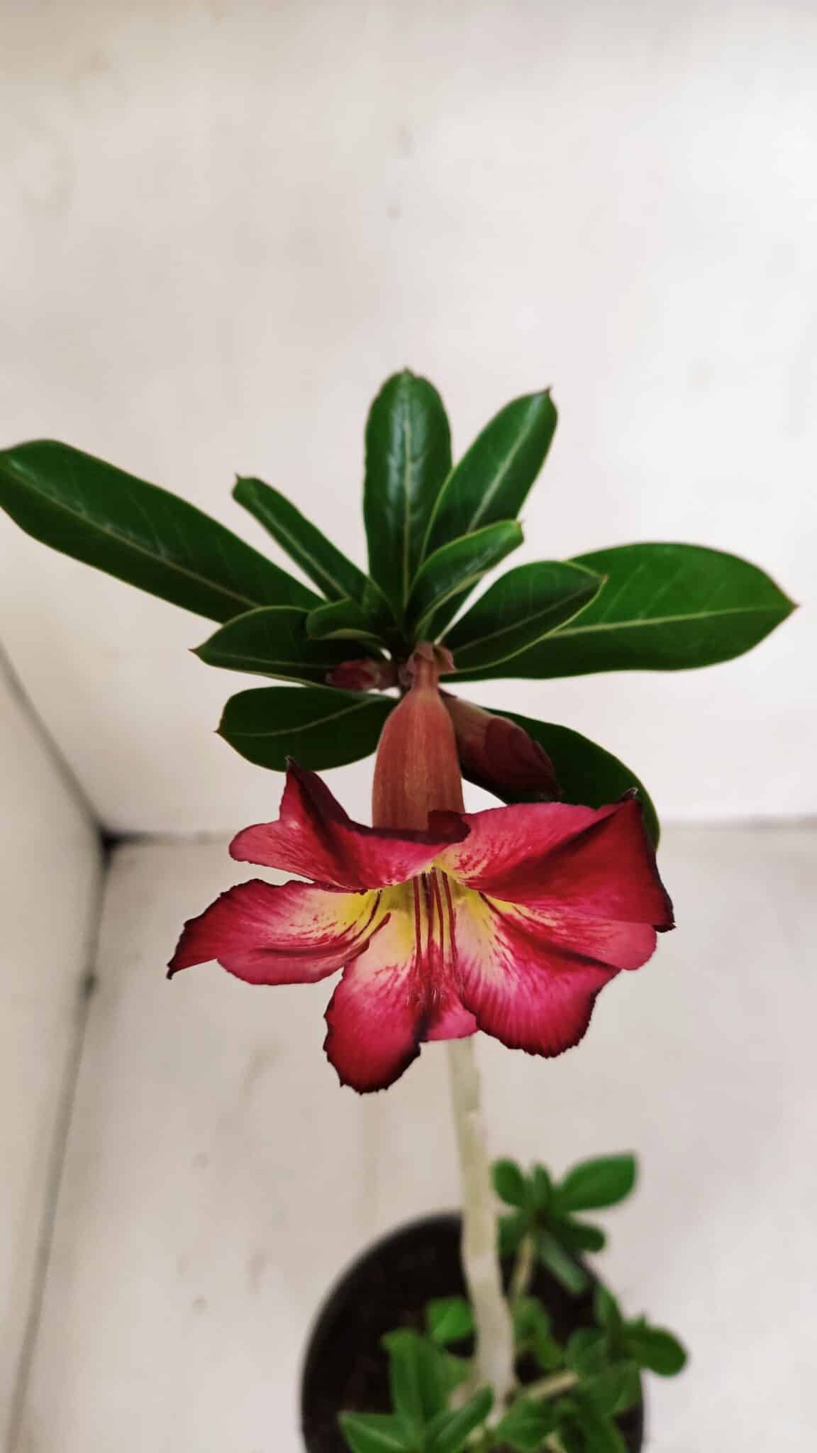 Planta Simples 3132 – 35cm – 03 anos - foto 4
