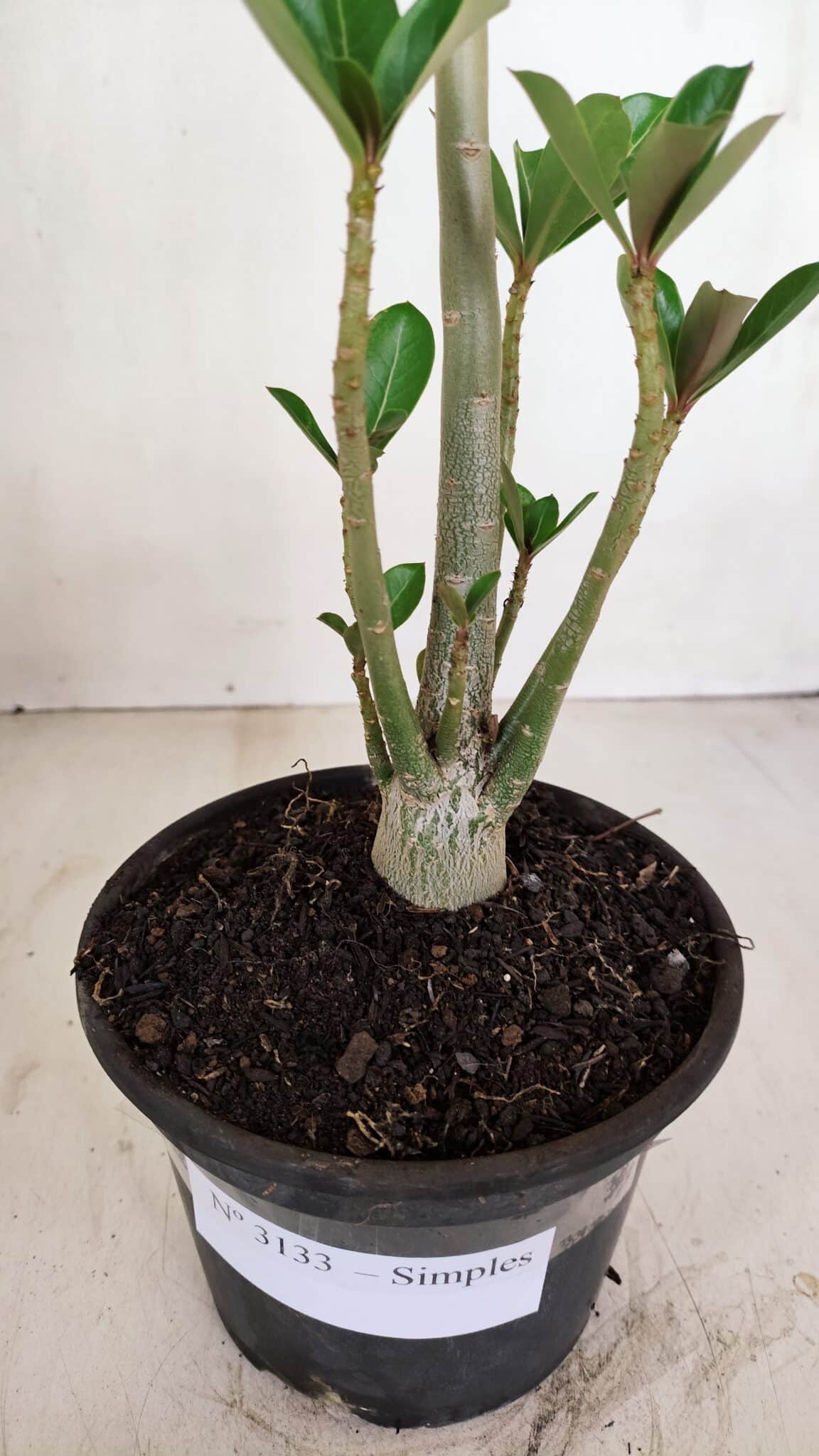 Planta Simples 3132 – 35cm – 03 anos - foto 7