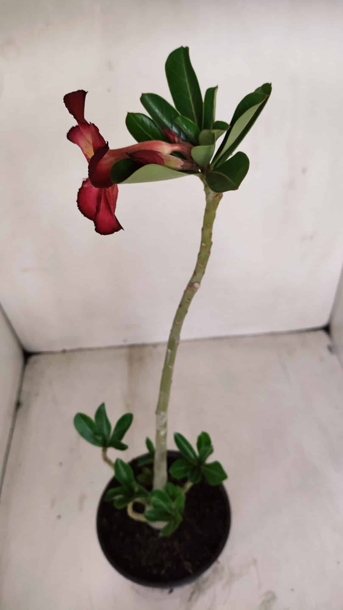 Planta Simples 3132 – 35cm – 03 anos - foto 6