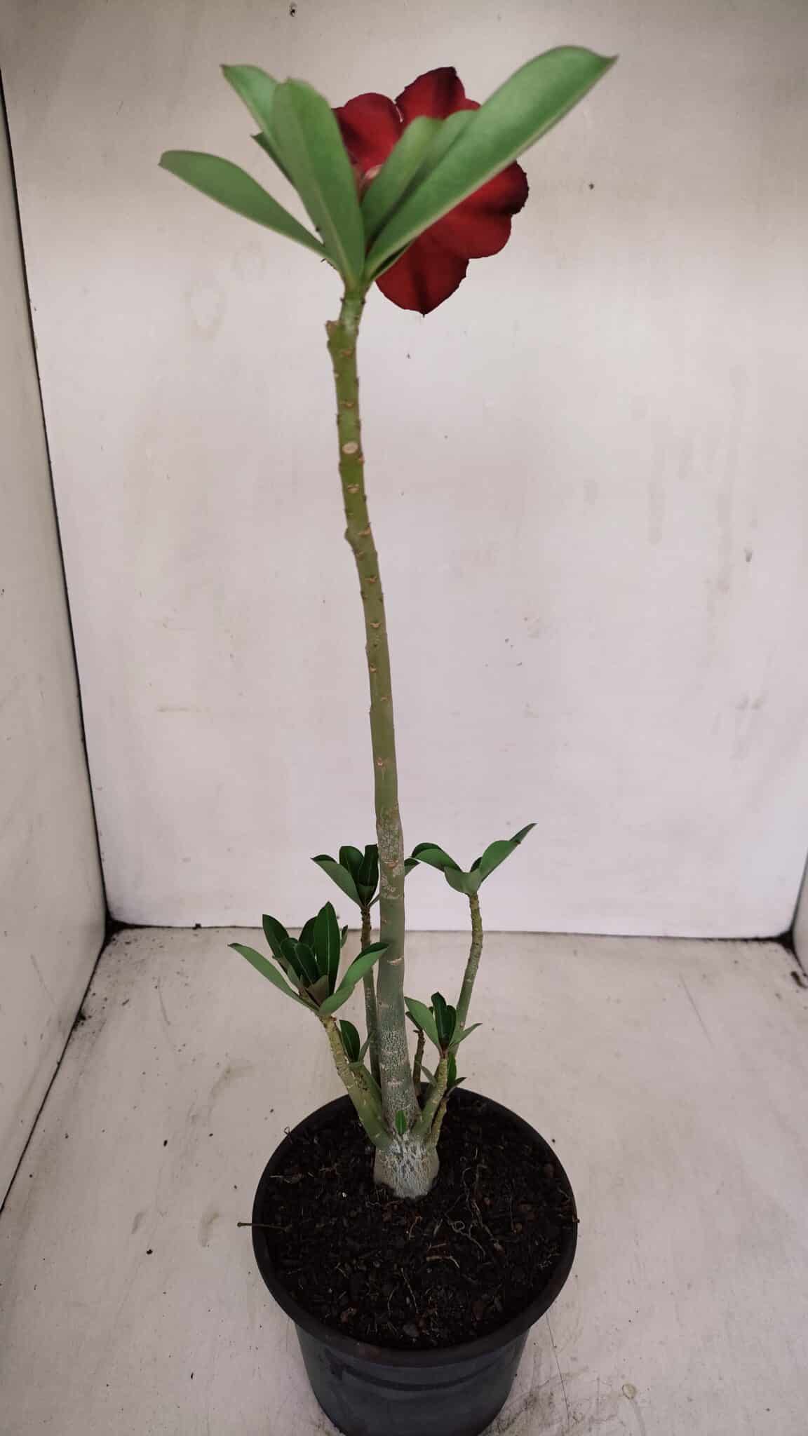Planta Simples 3132 – 35cm – 03 anos - foto 5