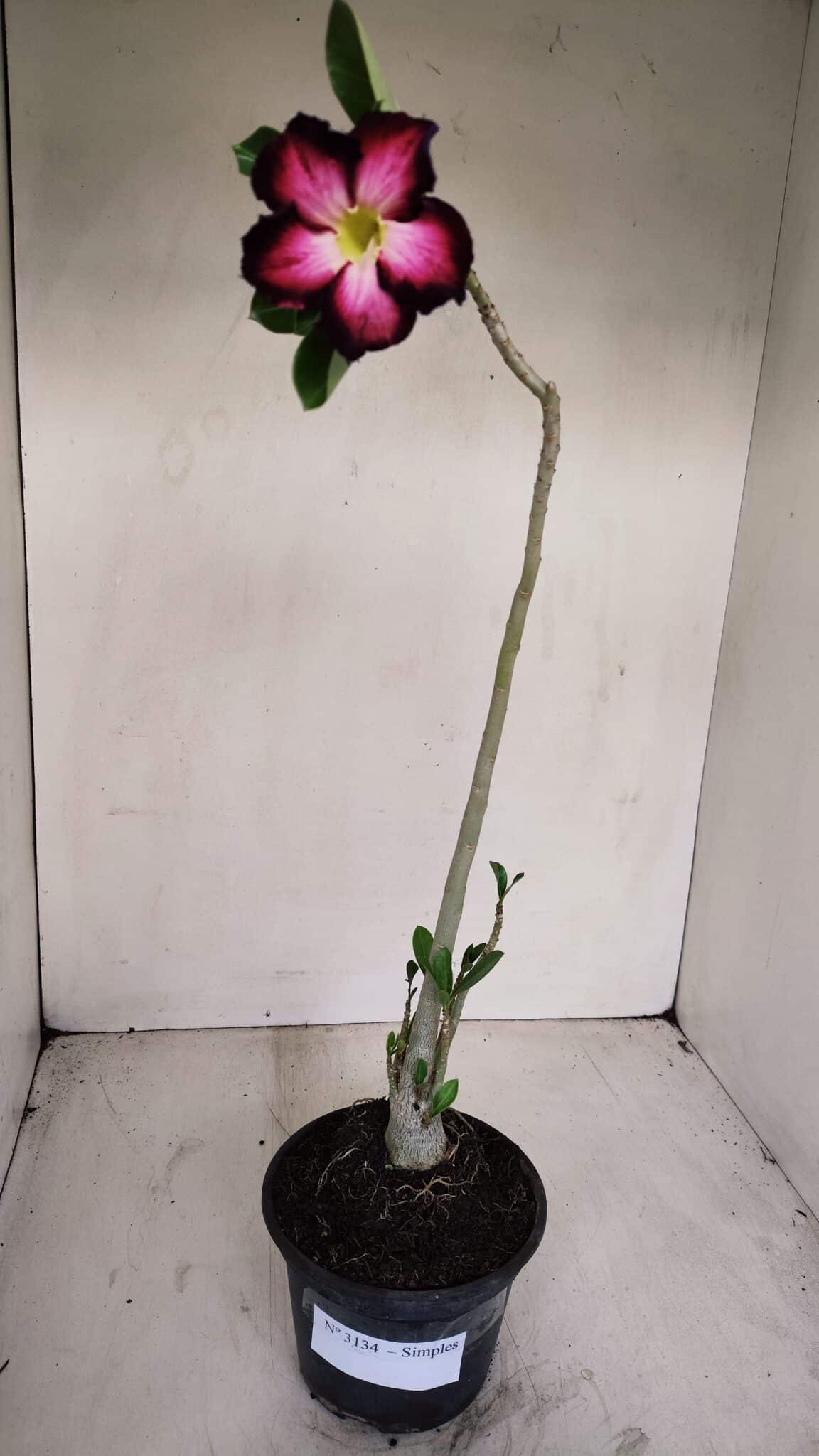 Planta Simples 3133 – 35cm – 03 anos - foto 2