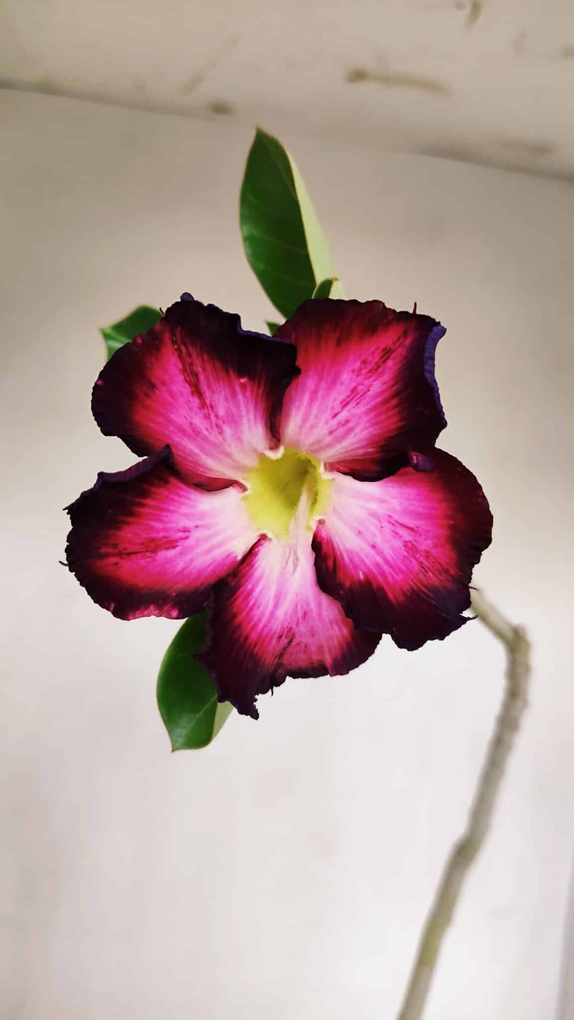 Planta Simples 3133 – 35cm – 03 anos - foto 3