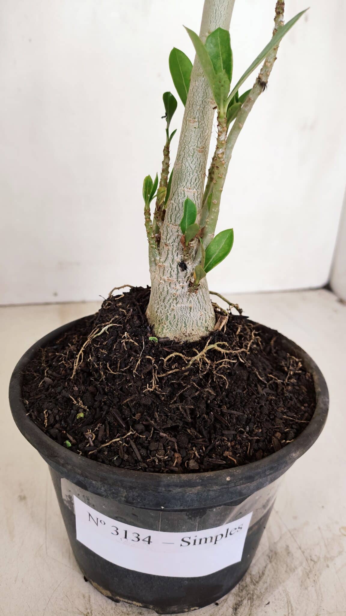 Planta Simples 3133 – 35cm – 03 anos - foto 7