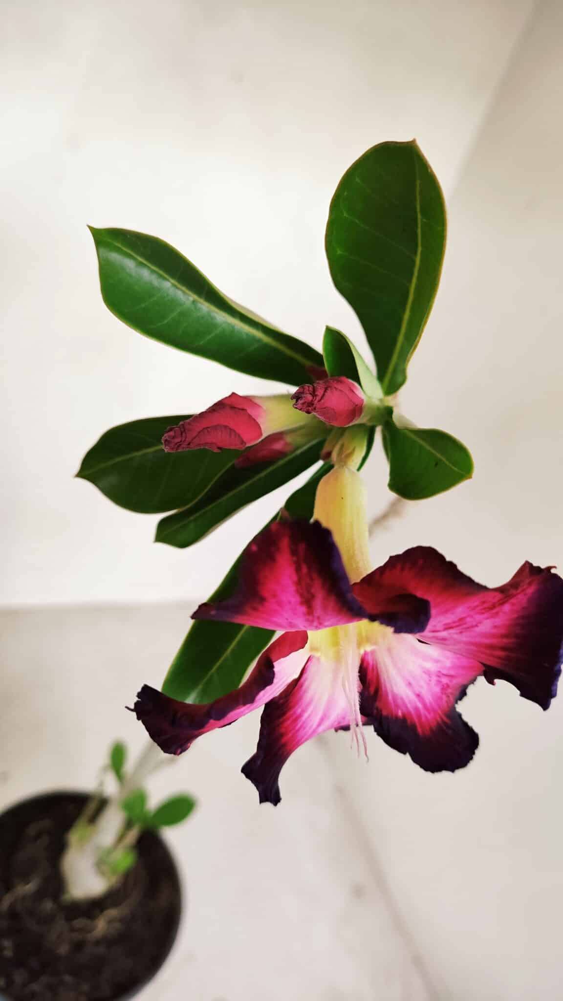 Planta Simples 3133 – 35cm – 03 anos - foto 5