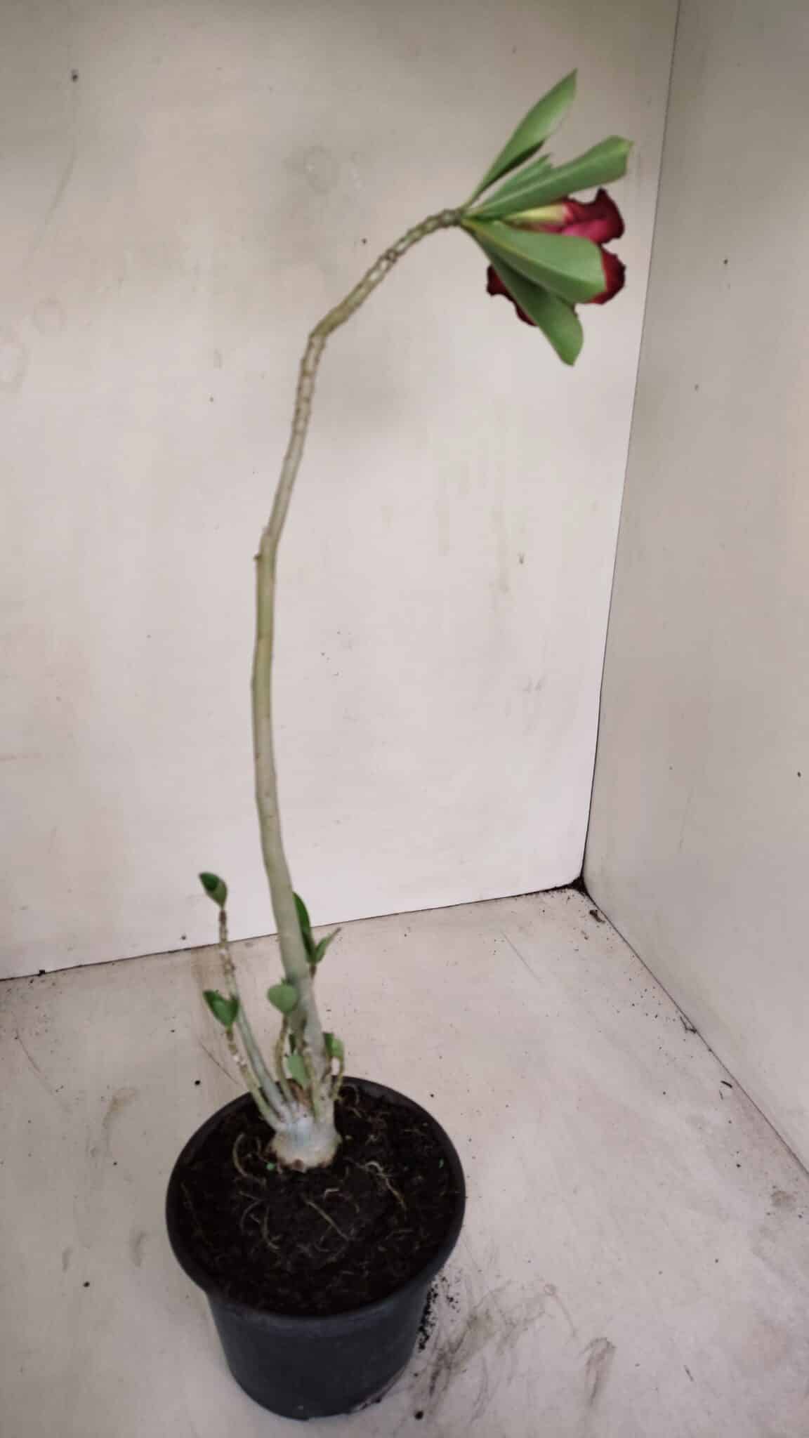 Planta Simples 3133 – 35cm – 03 anos - foto 6