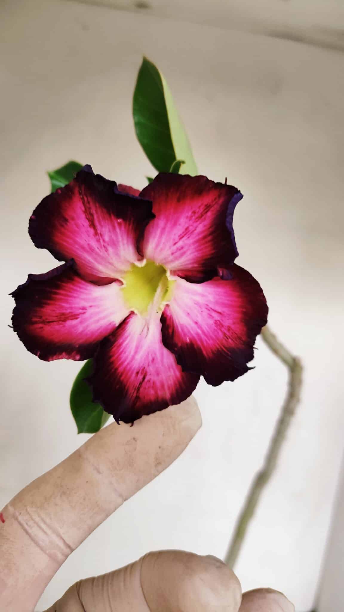 Planta Simples 3133 – 35cm – 03 anos - foto 4