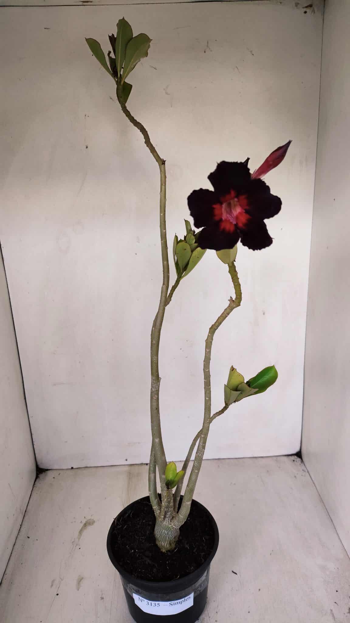 Planta Simples 3135 – 35cm – 03 anos - foto 2