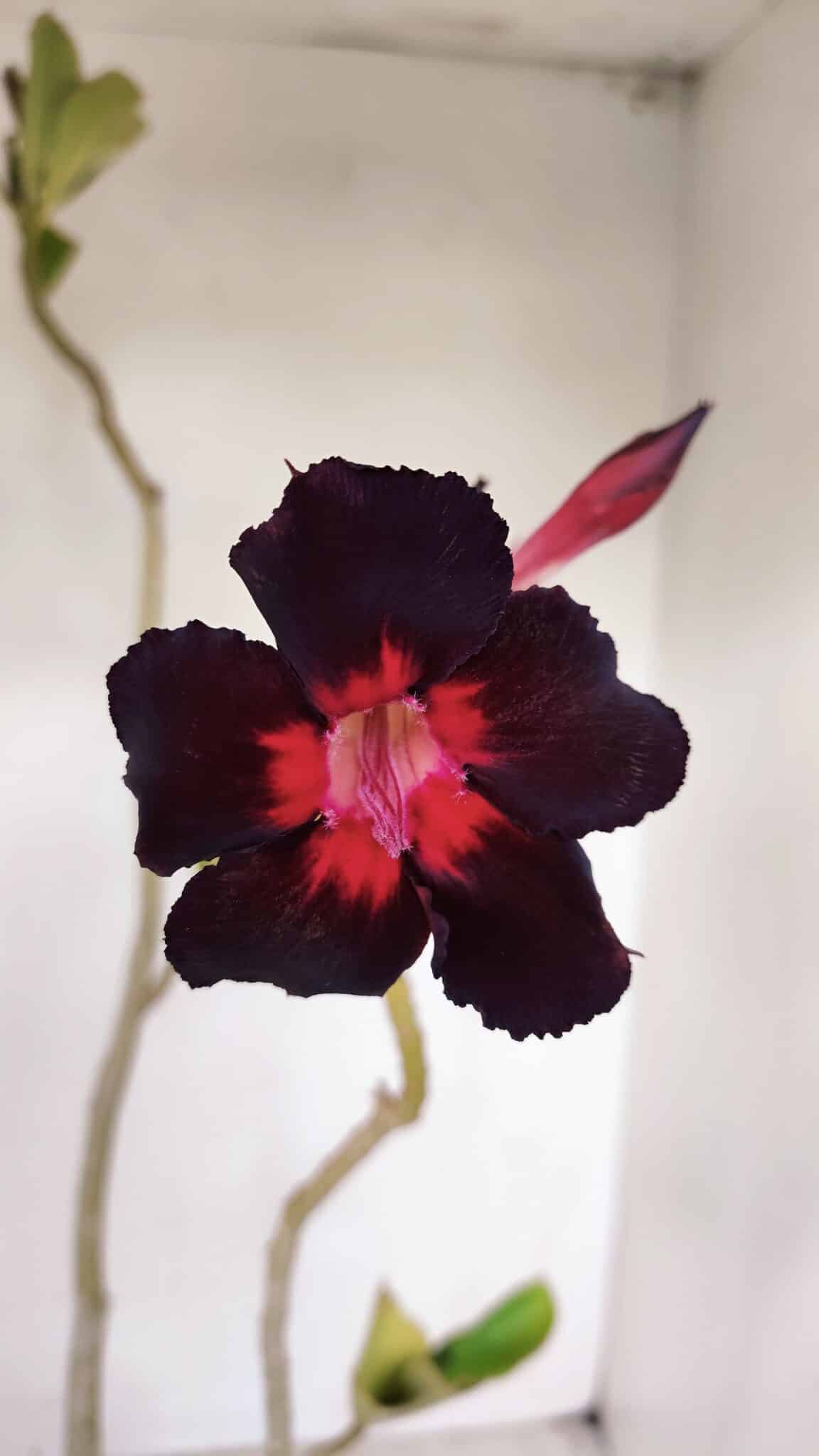Planta Simples 3135 – 35cm – 03 anos - foto 3