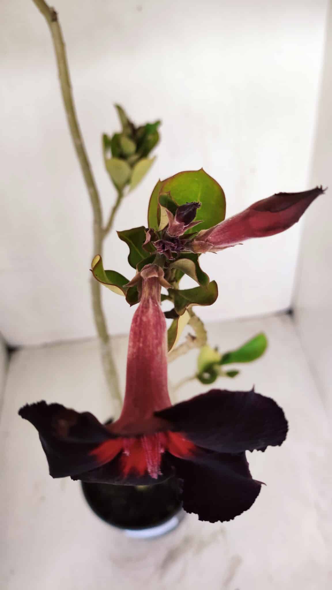 Planta Simples 3135 – 35cm – 03 anos - foto 4