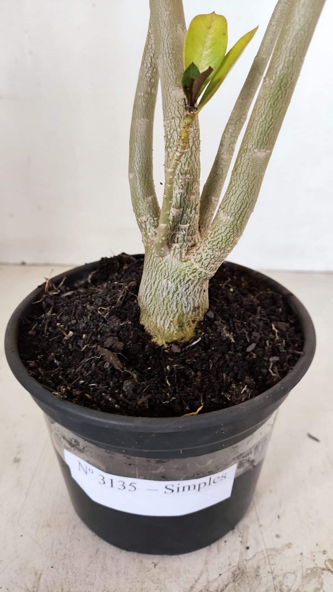 Planta Simples 3135 – 35cm – 03 anos - foto 7
