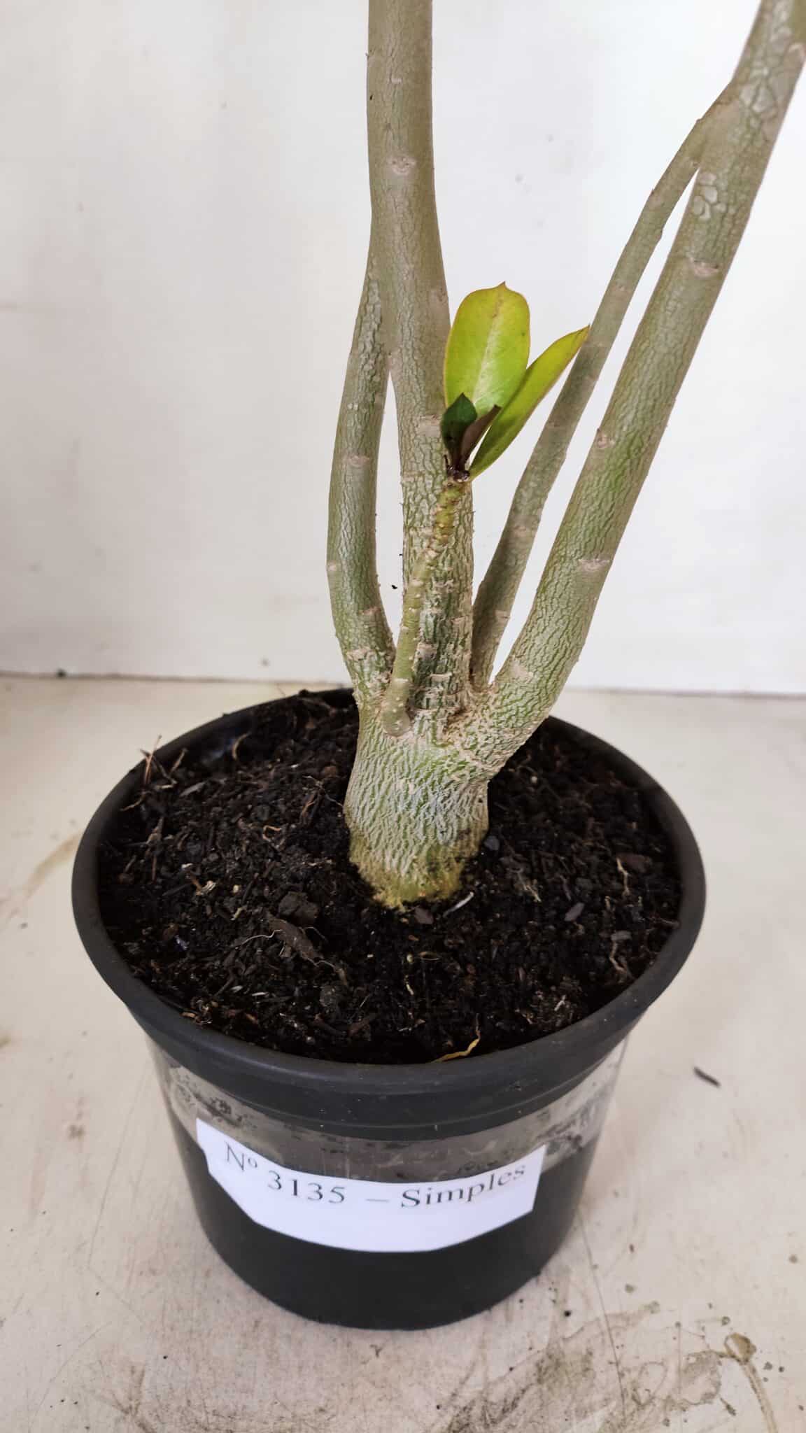 Planta Simples 3135 – 35cm – 03 anos - foto 6