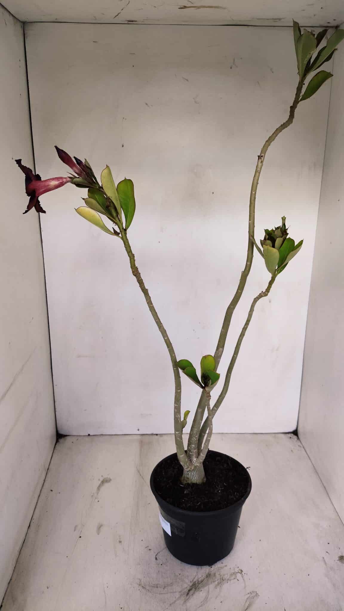 Planta Simples 3135 – 35cm – 03 anos - foto 5