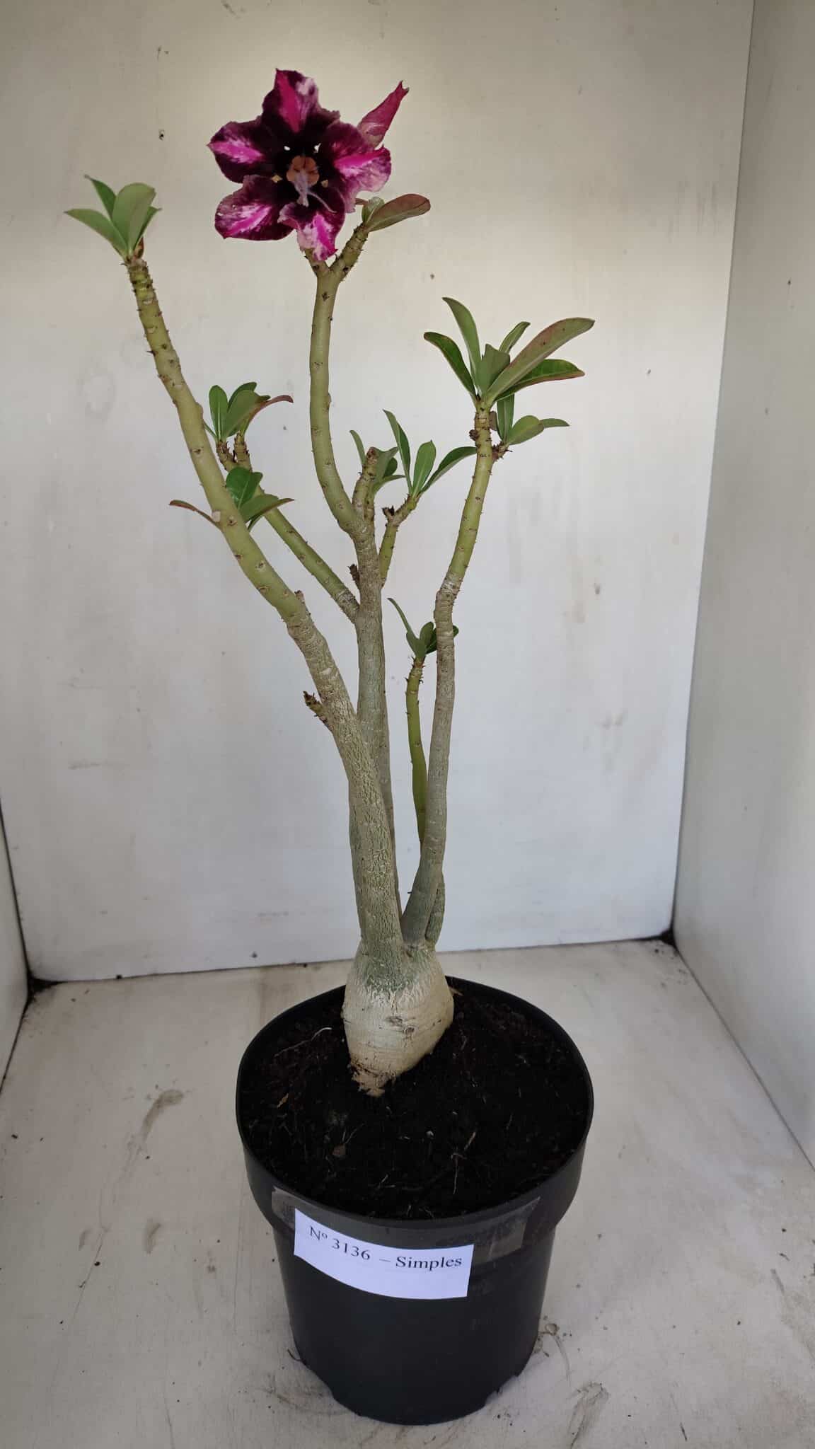 Planta Simples 3136 – 35cm – 03 anos - foto 2