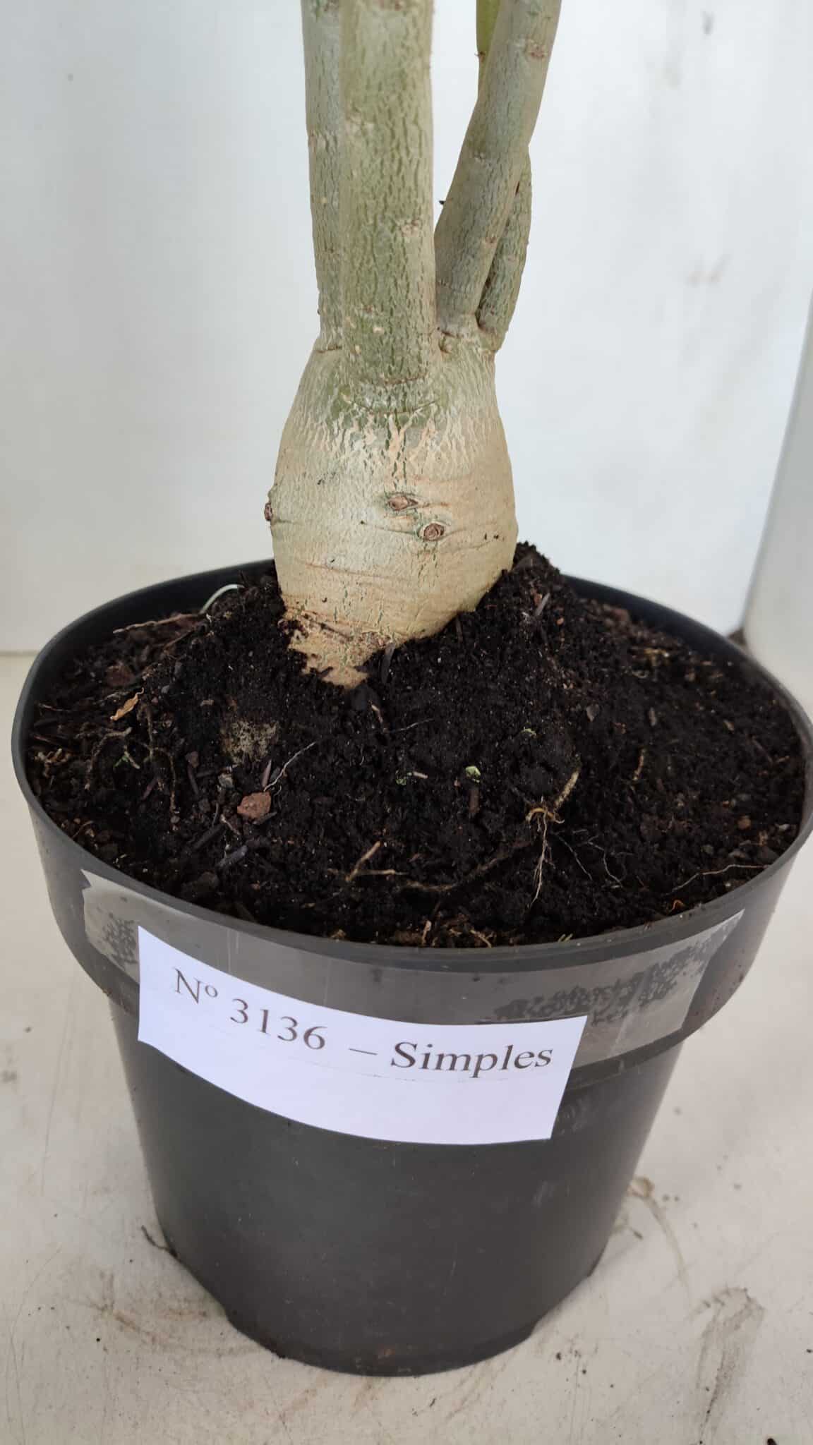 Planta Simples 3136 – 35cm – 03 anos - foto 7