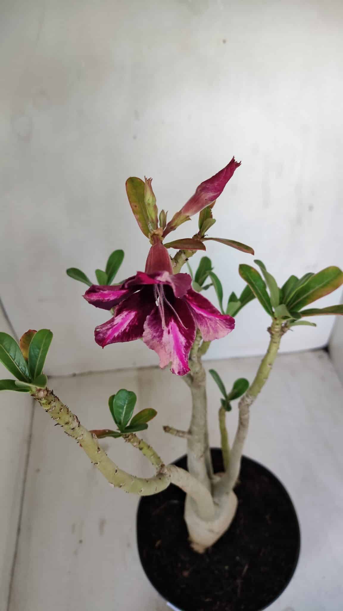 Planta Simples 3136 – 35cm – 03 anos - foto 4