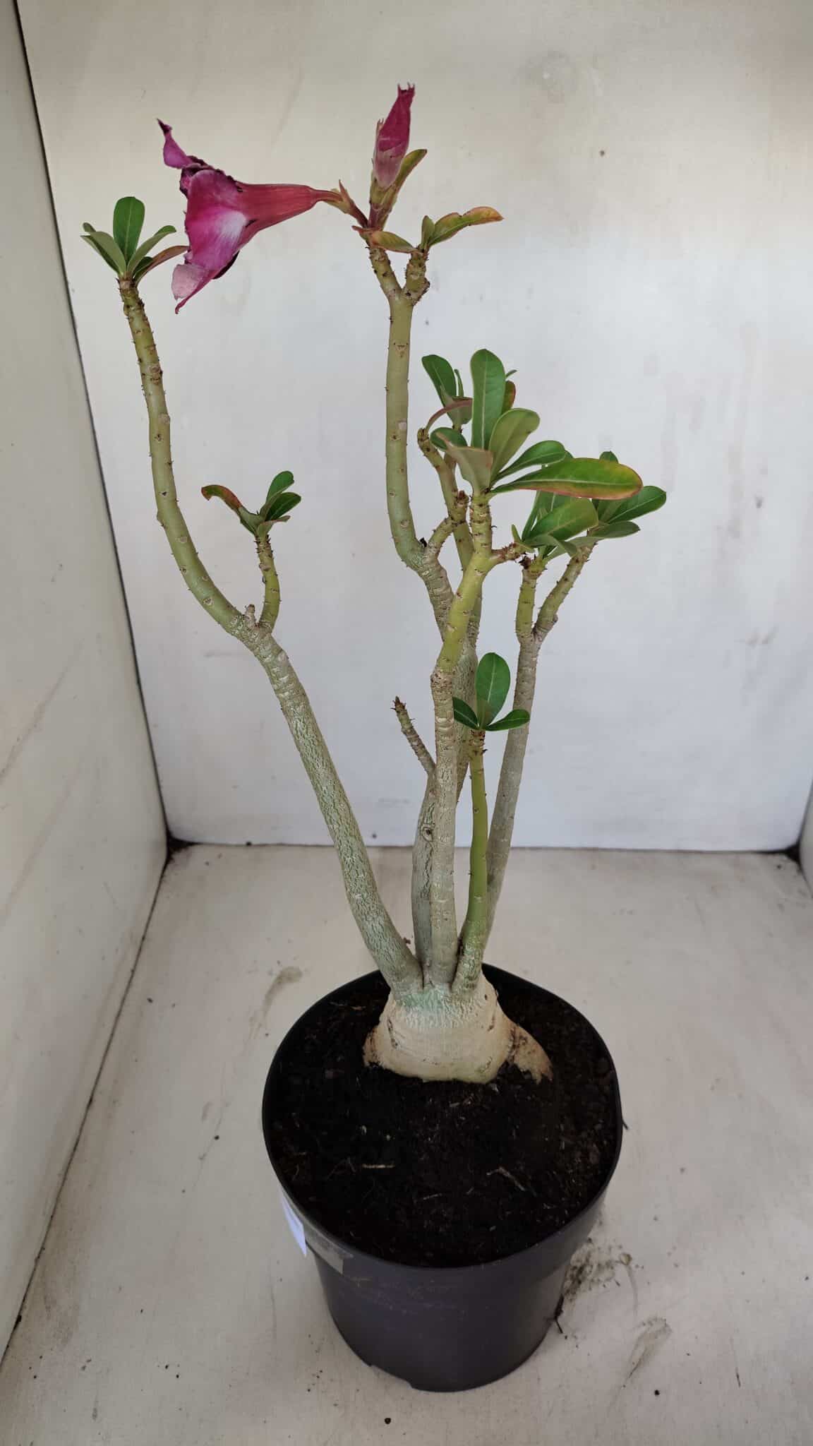 Planta Simples 3136 – 35cm – 03 anos - foto 6