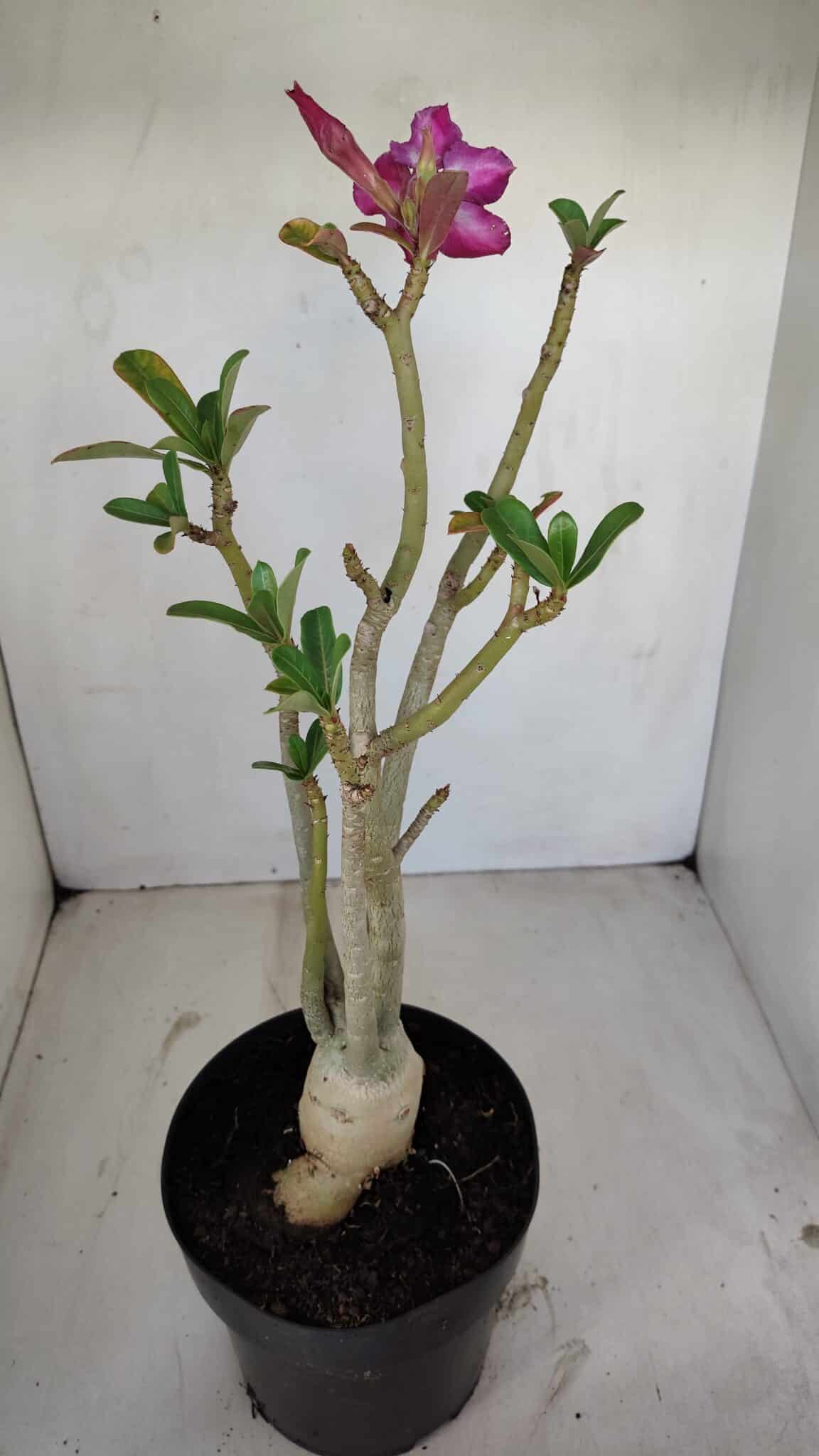 Planta Simples 3136 – 35cm – 03 anos - foto 5