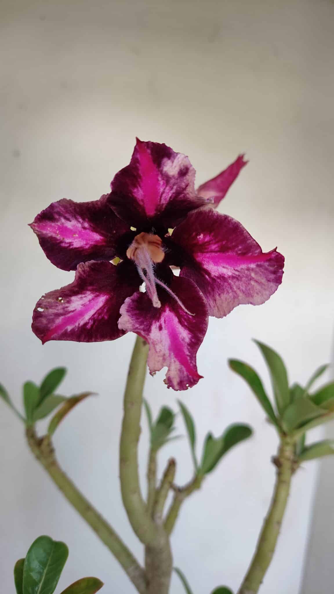 Planta Simples 3136 – 35cm – 03 anos - foto 3