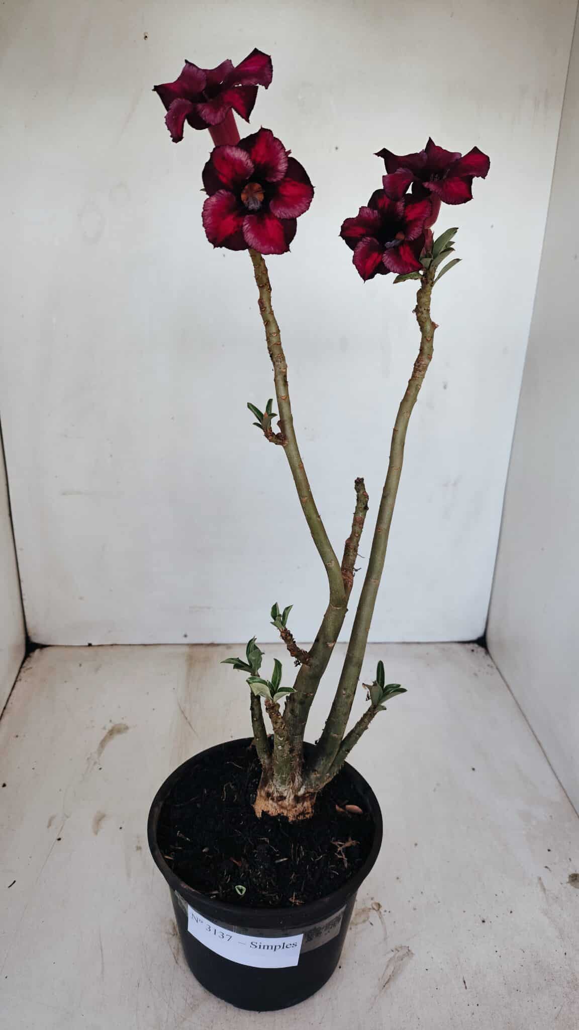 Planta Simples 3137 – 35cm – 03 anos - foto 6
