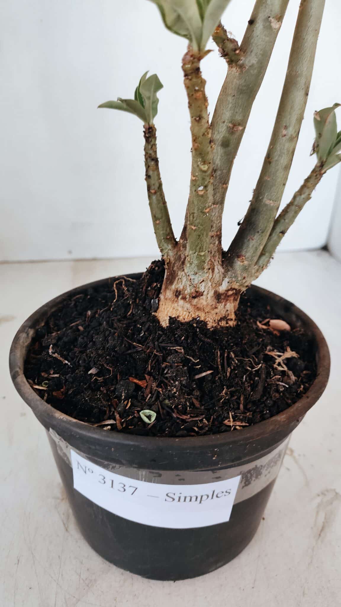 Planta Simples 3137 – 35cm – 03 anos - foto 7