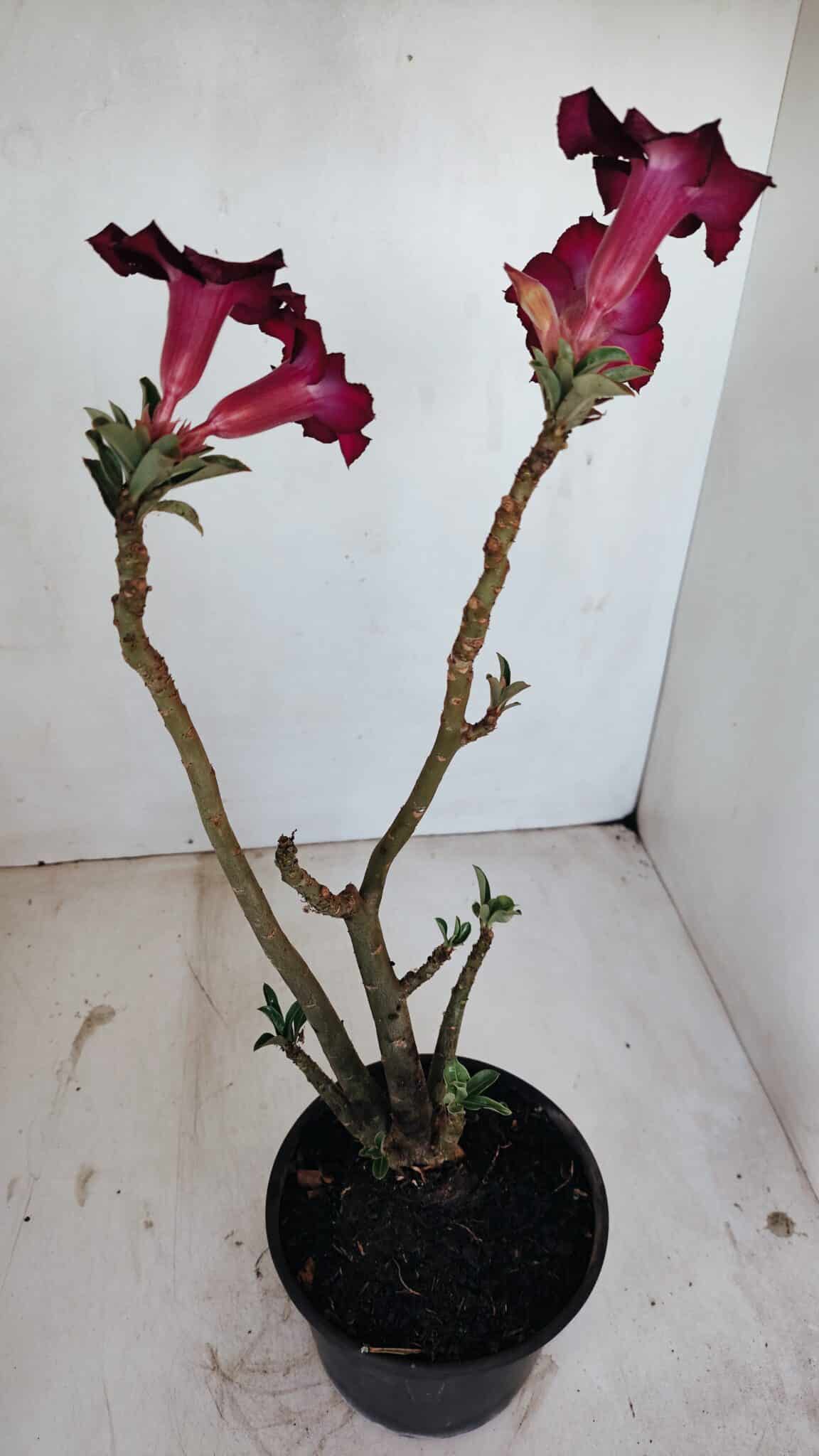 Planta Simples 3137 – 35cm – 03 anos - foto 5