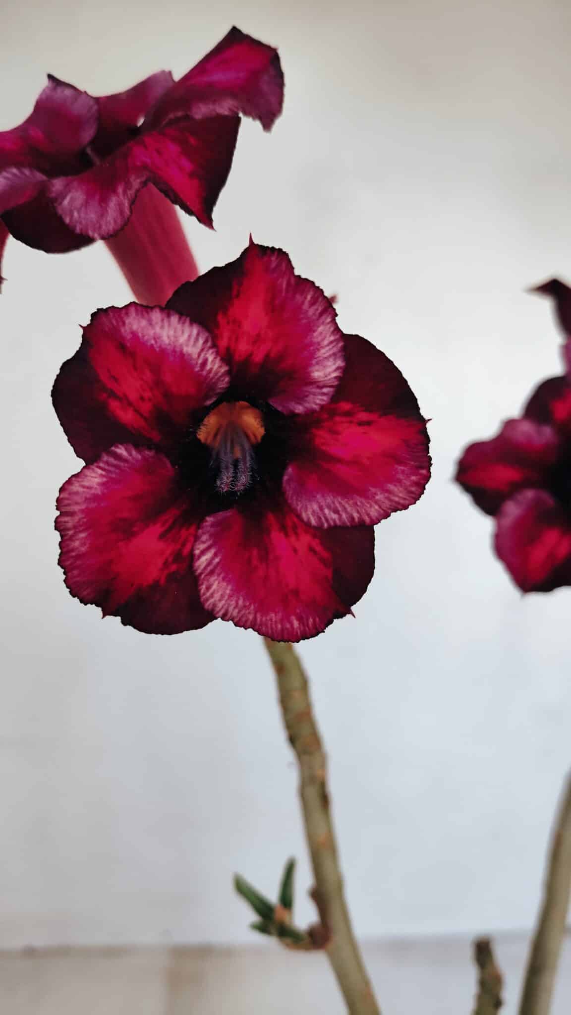 Planta Simples 3137 – 35cm – 03 anos - foto 3