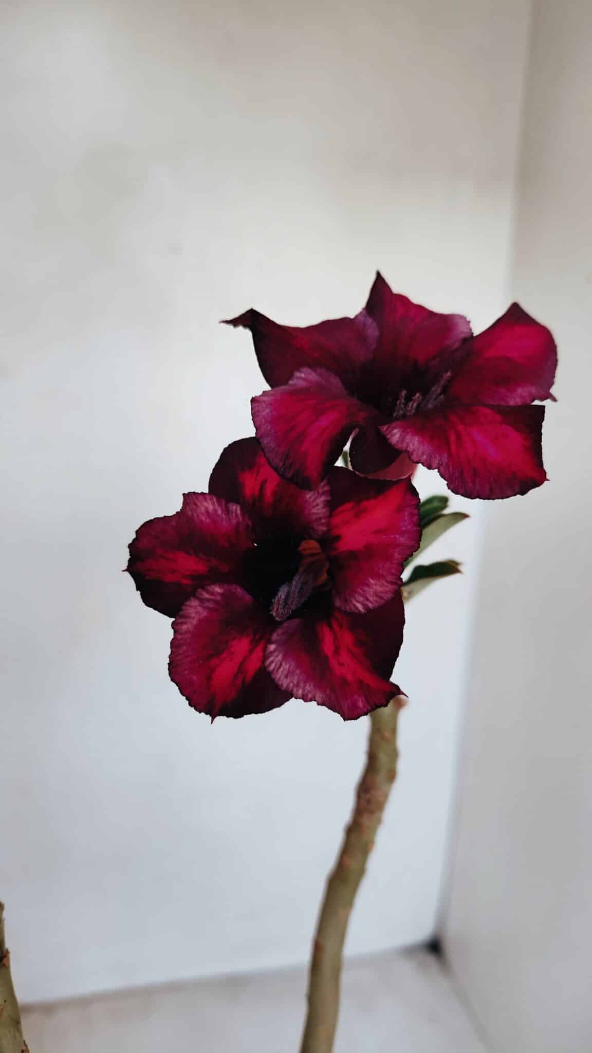 Planta Simples 3137 – 35cm – 03 anos - foto 4